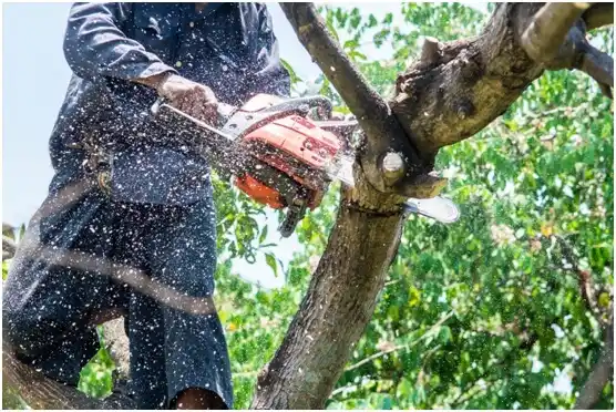 tree services Arcadia Lakes